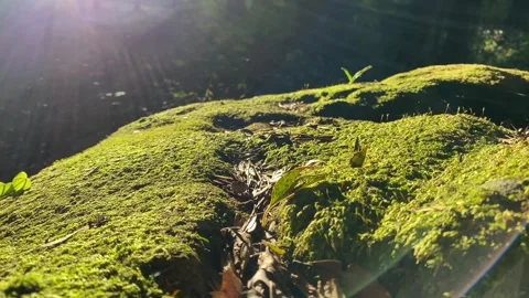 Copy E65A9FB2-9942-4E41-BD1B-C666337CD431 Stock Footage 334318103