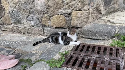 Copy E846D90F-D85F-43F8-9F6C-49402277BFB4 Video stock 326300525