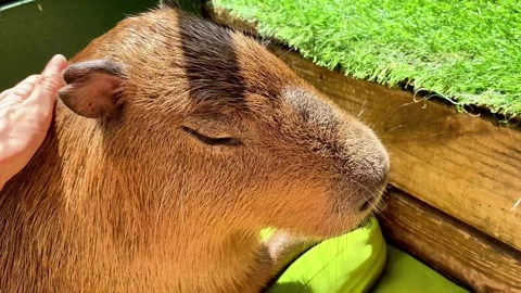 Copy E92B37DE-4370-4A85-ACDE-1134CBFED0F4 Stock Footage 332393957