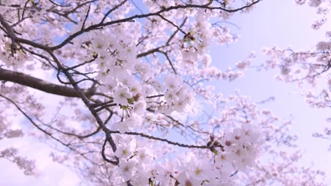 Copy Japan Spring Cherry Blossom Flowers Blooming Sakura Nature Landscape 4K Stock Footage 336725947