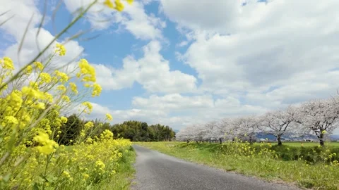 Copy Japan Spring Sakura and Canola Flowers Blue Sky Scenic Landscape 4K Video Stock Footage 336731351