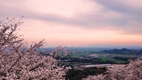 Copy Japanese Spring Sunset Cherry Blossoms Sakura Calm Evening Scenic Nature Stock Footage 336728888