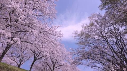 Copy Scenic Japan Spring Cherry Blossoms Sakura Nature Landscape Peaceful Video Stock Footage 336726292