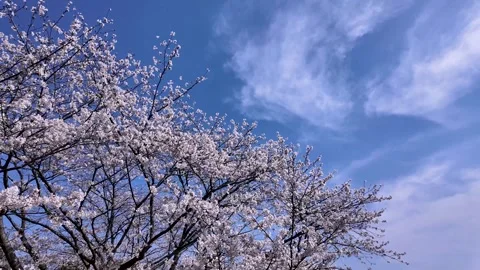 Copy Soft Pink Cherry Blossom Flowers in Japan Sakura Spring Calm Scenic Video Stock Footage 336728676