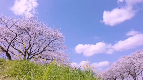 Copy Soft Pink Cherry Blossom Flowers in Japan Sakura Spring Nature Footage Stock Footage 336729876