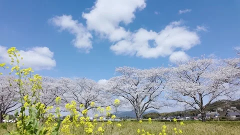 Copy Soft Pink Cherry Blossom Flowers in Japan Sakura Spring Nature Footage Stock Footage 336730040