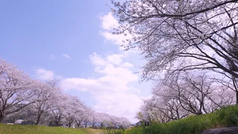 Copy Soft Pink Cherry Blossom Flowers in Japan Sakura Spring Nature Footage Vídeo Stock 336730066