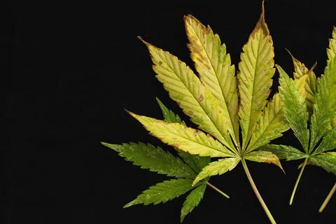Copy space background of of incomplete marijuana leaves and sick with Foto stock