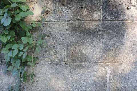 Copy Space Brick Wall Vines on The Edge Stock Photos