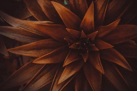 Copy space  bronze leaf tree with abstract texture background. Vintage tone f Stock Photos