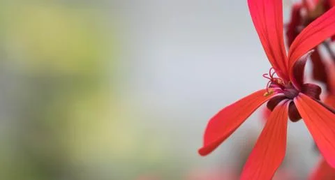 Copy space with Extreme close up of a colourful flower stamen and stigma. Stock Photos