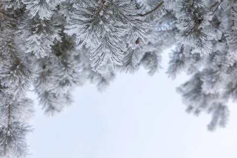 Copy space with fir tree branches covered with snow and forest in foreground and Stock Photos