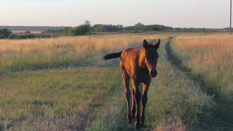 Copy space. Foal in a field posing at the camera on a sunny day. Country foal Stock-Footage 136268471