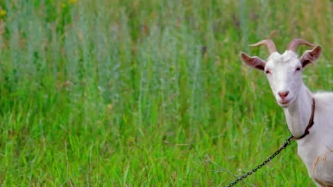 Copy space Goat head in a field against a background of green grass Stock Footage 136206791
