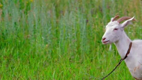 Copy space Goat head in a field against a background of green grass Stock Footage 137970119