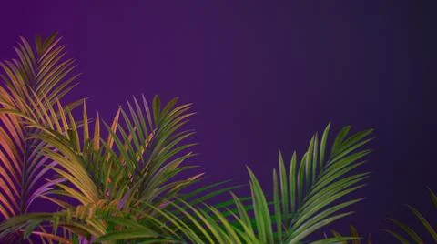 Copy space gradient colorful background with tropical plants leaves Stock Photos