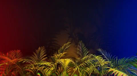 Copy space gradient colorful background with tropical plants leaves Stock Photos