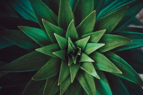 Copy space  green leaf tree with abstract texture background. Vintage tone fi