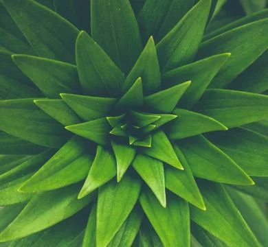 Copy space  green leaf tree with abstract texture background. Vintage tone fi Stock Photos