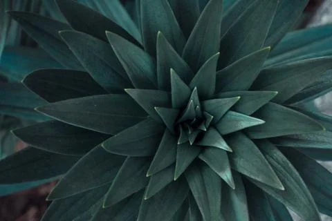 Copy space  green leaf tree with abstract texture background. Vintage tone fi Stock Photos