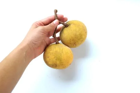 Copy space Hand holding two ripe Santolor  fruit isolated on white background. Stock Photos