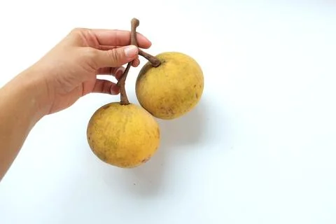 Copy space Hand holding two ripe Santolor  fruit isolated on white background. Stock Photos
