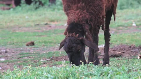 Copy space. A lone sheep eating grass in rural areas.The concept of agriculture 動画素材 136852460