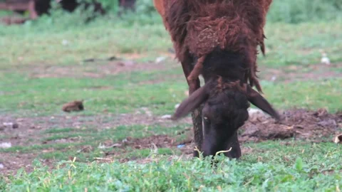 Copy space. A lone sheep eating grass in rural areas.The concept of agriculture Stock-Footage 138539658