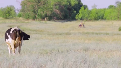 Copy space, The lonely cow walking in the field on the nature 動画素材 136852467