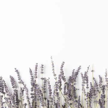 Copy space lvender branches Resolution and high quality beautiful photo Stock Photos