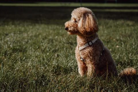 Copy space pets concept banner. Side view on cute apricot toy poodle sitting Stock Photos
