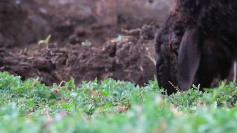 Copy space, sheep eating grass in rural areas. Closeup Stock-Footage 137133700
