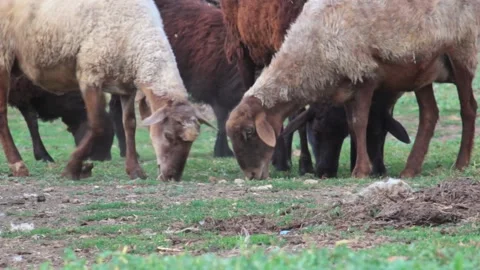 Copy space, sheep eating grass in rural areas. Closeup Stock Footage 137970121