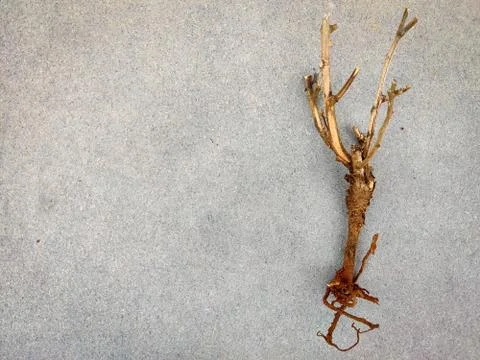 Copy space of Stem with roots of a small plant. Isolated on grey background.s Stock Photos