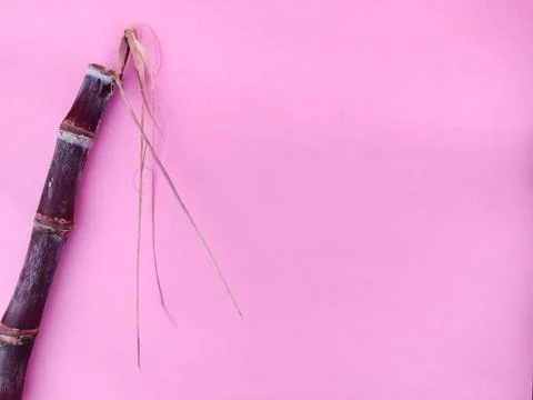 Copy space of sugarcane in pink background. Pongal celebration Stock Photos