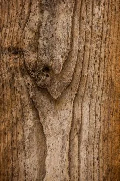 Copy space on a textured tree trunk. 스톡 사진