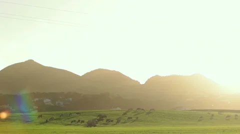Copy Spased Shot of Farm with Cows Stock Footage 59979983