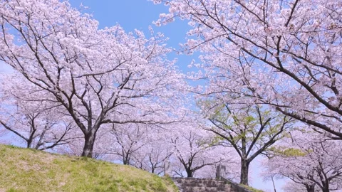 Copy Wind Swayed Sakura Cherry Blossom Tree Japan Spring Scenic 55 Seconds Video Stock Footage 336726431