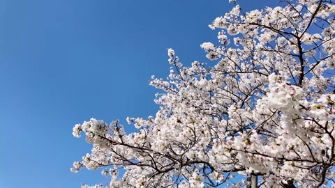 Copy Wind Swayed Sakura Cherry Blossoms in Japan Spring Beautiful Scenic Video Stock Footage 336730155