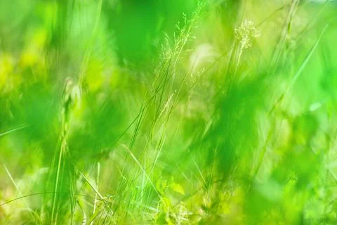 Copyspace bokeh  blurry effect background. Blurry green bokeh flower backgrou Fotos de archivo