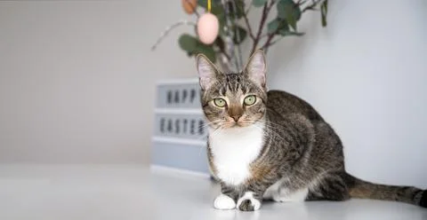 Copyspace easter banner with cute green eye domestic cat Stock Photos
