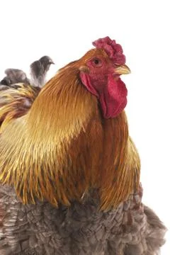 COQ BRAHMA Foto stock