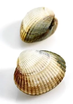 COQUE cerastoderma edule Stock Photos