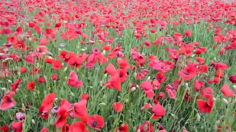 Coquelicots Stock Footage 194724234
