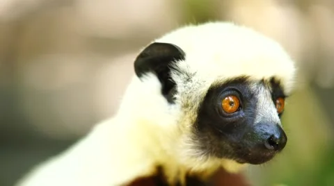 Coquerel's Sifaka 스톡 동영상 58657332