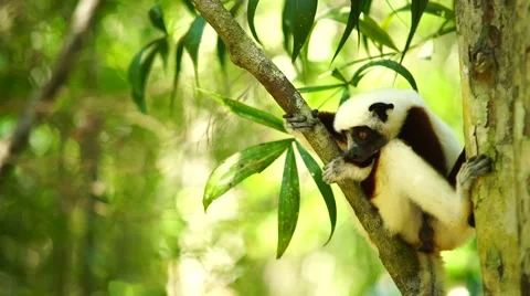 Coquerel's Sifaka in a tree 스톡 동영상 58657338