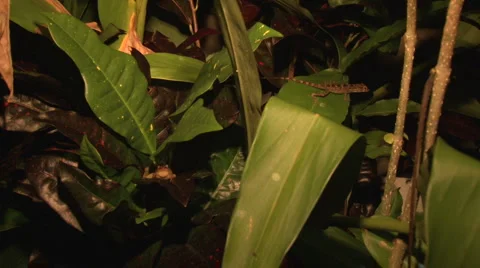 Coqui Frog and Lizard from Puerto Rico Video stock 1075492