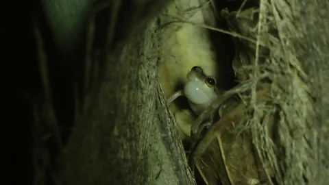Coqui Frog calling at night Stock Footage 79007642