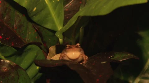 Coqui Frog (Front View) Stock Footage