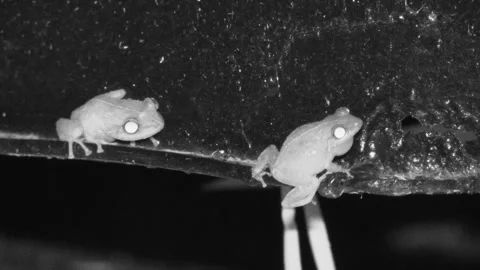 Coqui Frog Pair Frogs Inflating Throat Pouch Calling Chirping Call Song Noise Stock Footage 297559946